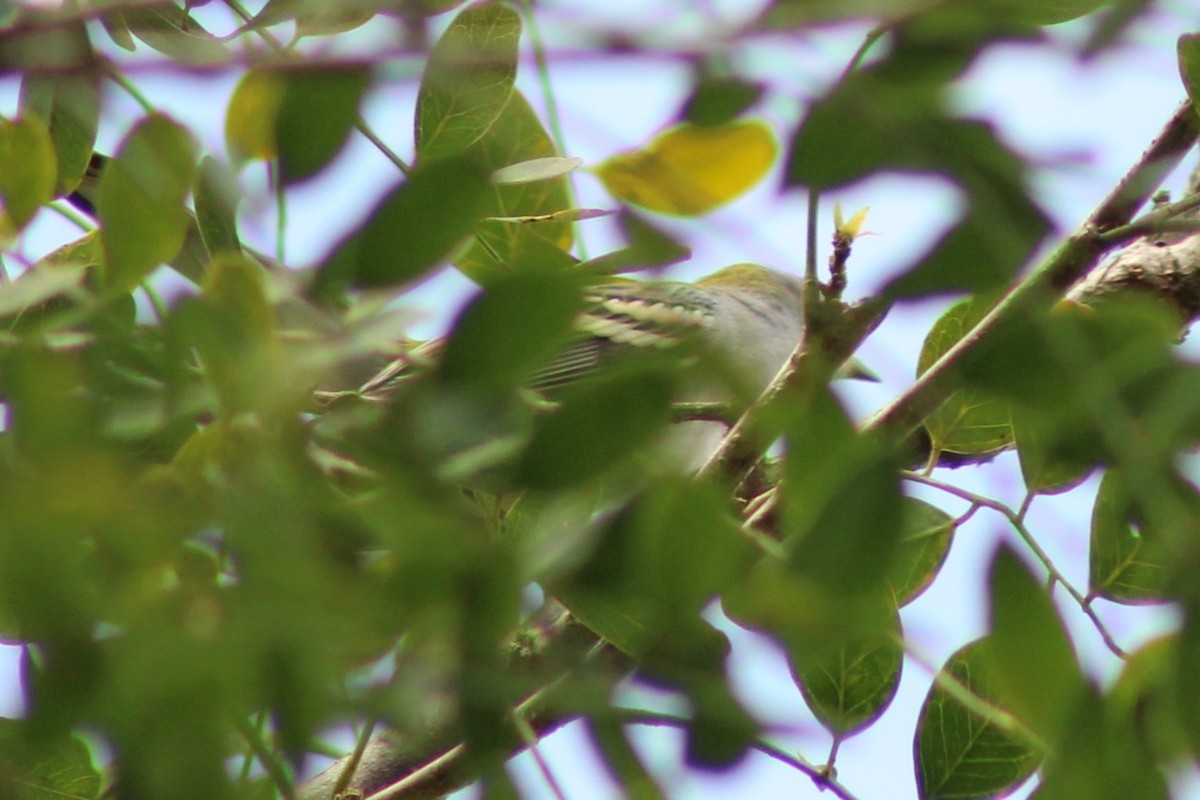 Chestnut-sided Warbler - ML643740229
