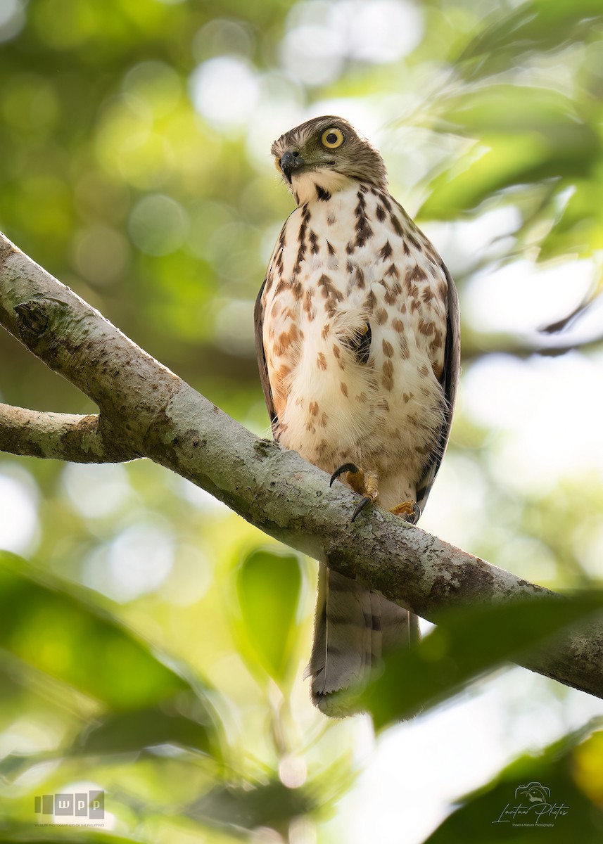 カンムリオオタカ - ML643740231