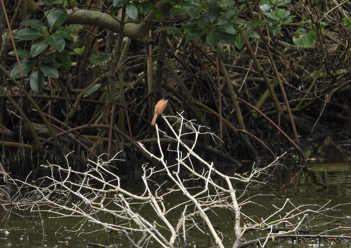 Shining Flycatcher - ML643740235