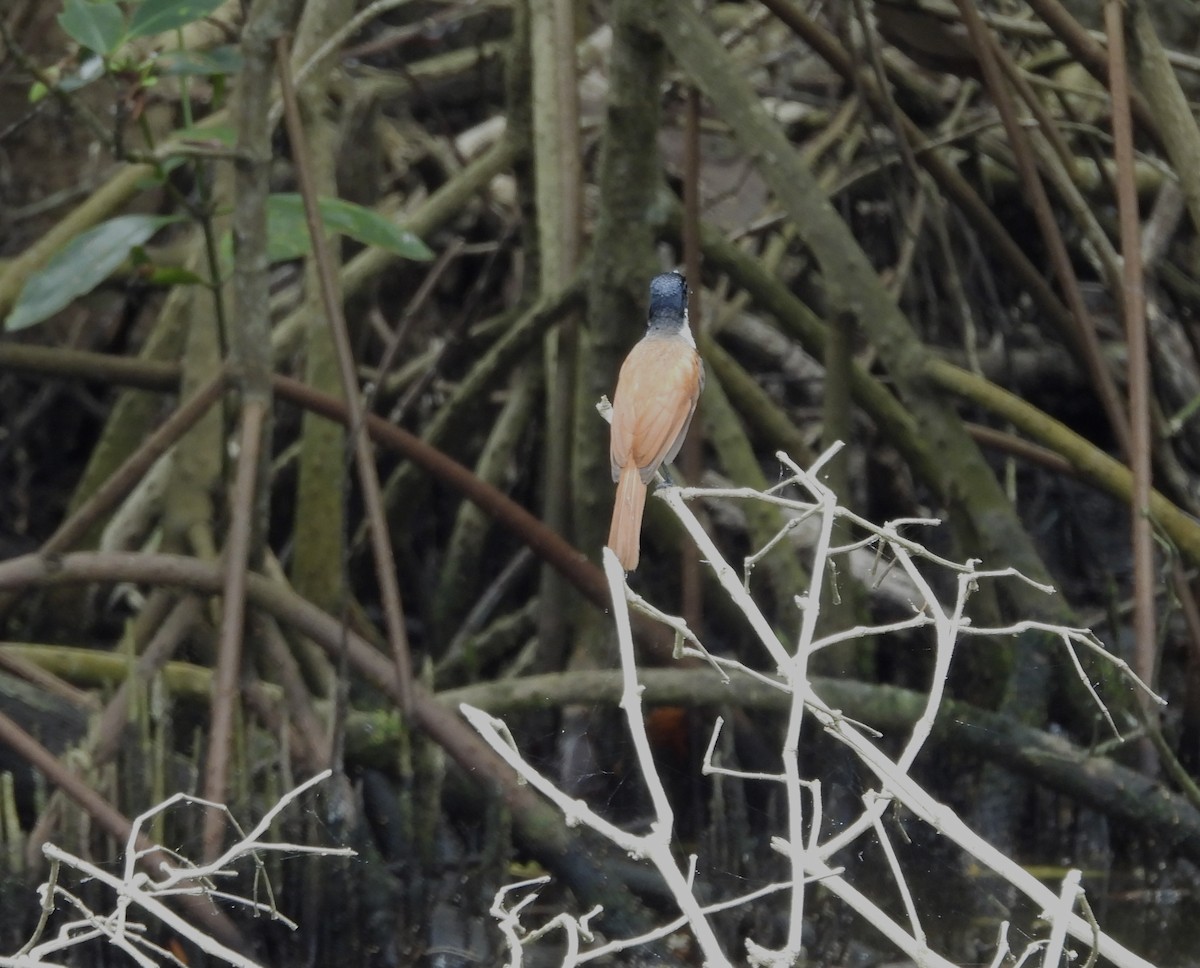 Shining Flycatcher - ML643740236