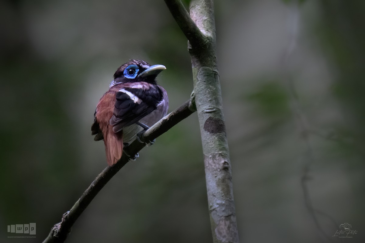 Visayan Broadbill - ML643740239