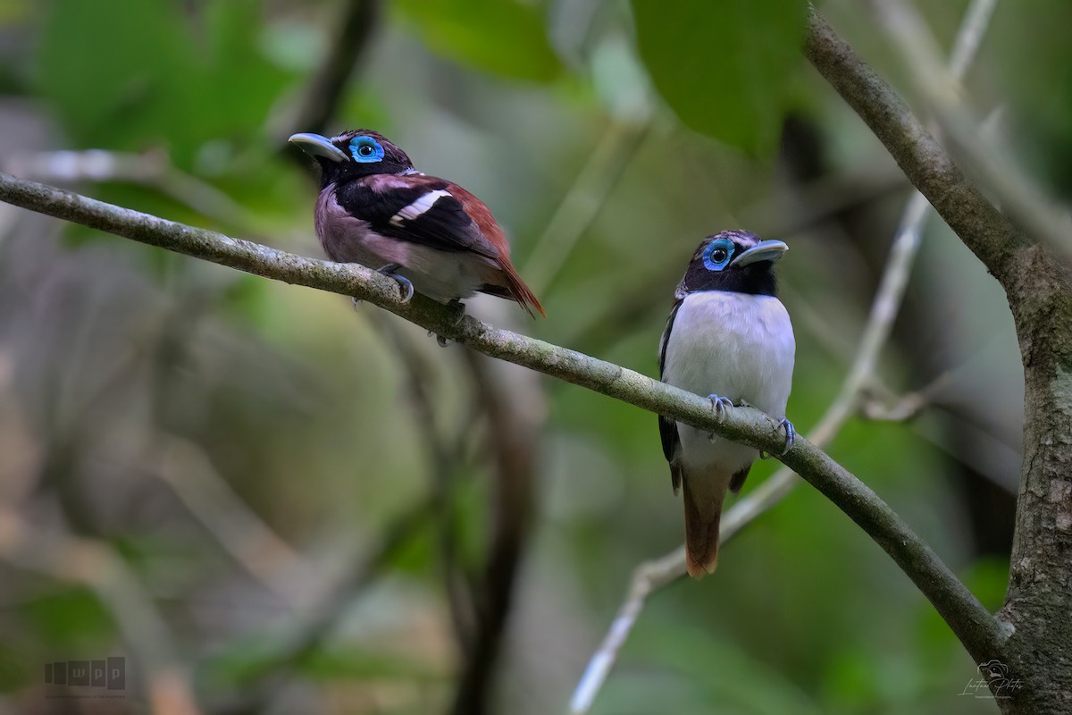 Visayan Broadbill - ML643740240