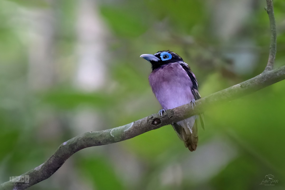Visayan Broadbill - ML643740242