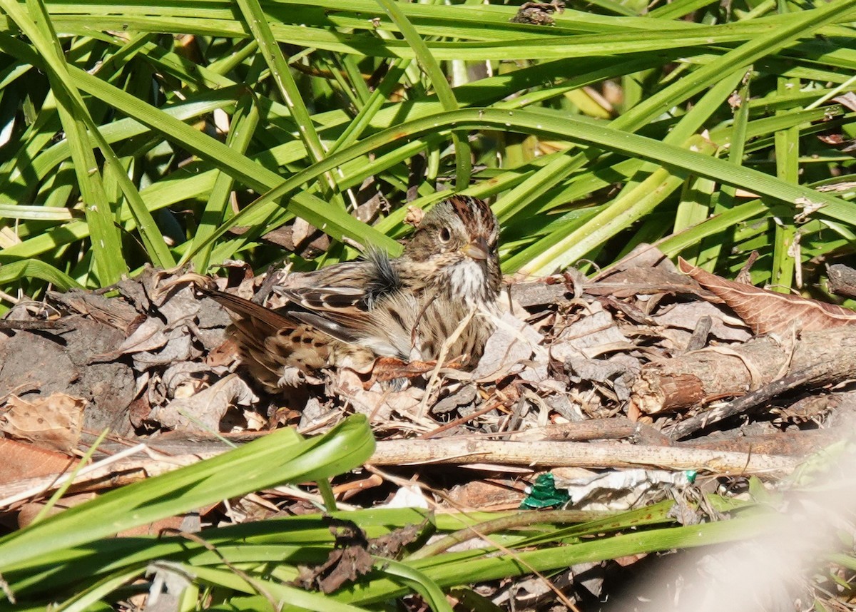 Lincoln's Sparrow - ML643740243