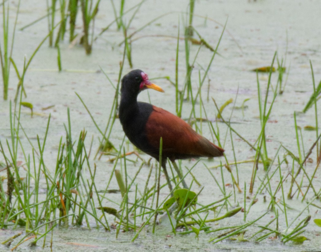 Wattled Jacana (Chestnut-backed) - ML643740245