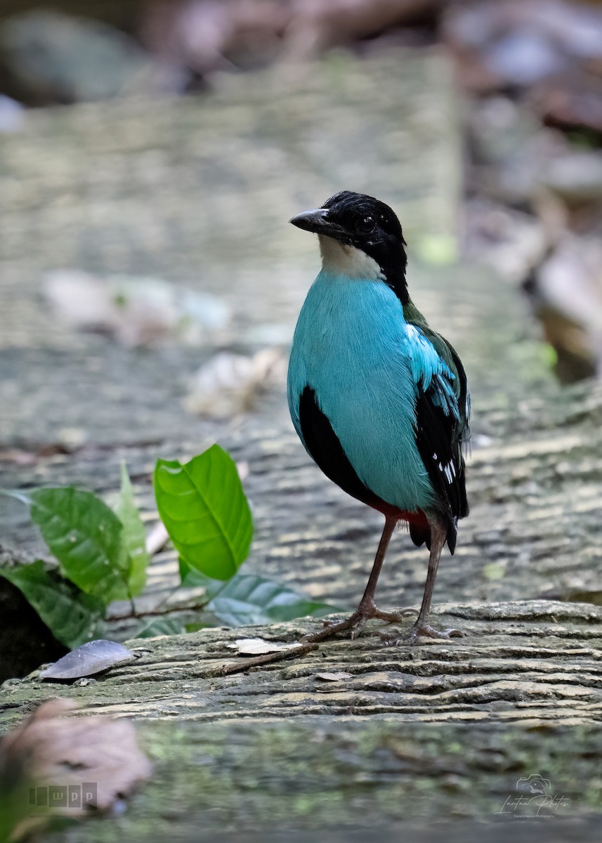 Azure-breasted Pitta - ML643740246
