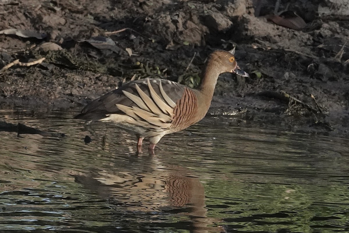 Plumed Whistling-Duck - ML643740247