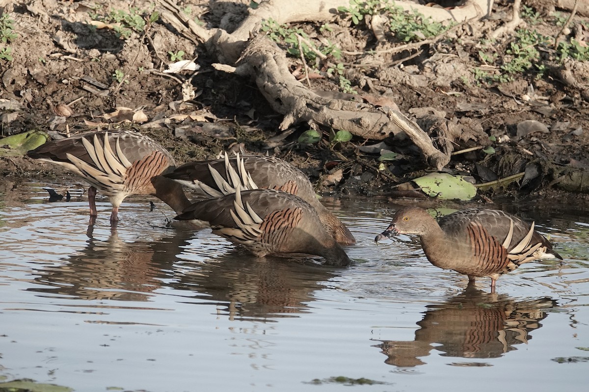 Plumed Whistling-Duck - ML643740248