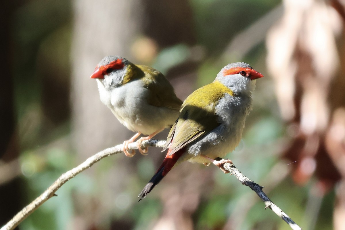 Red-browed Firetail - ML643740251