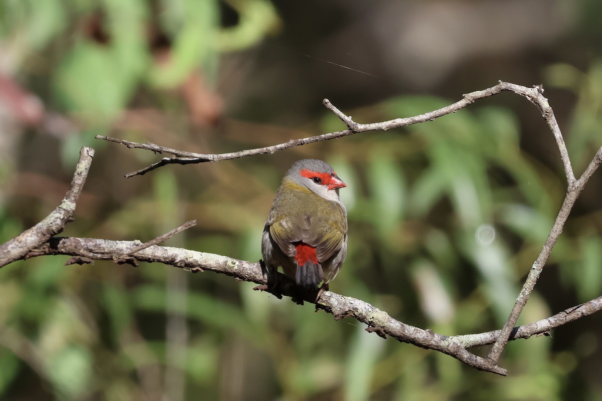 Red-browed Firetail - ML643740252
