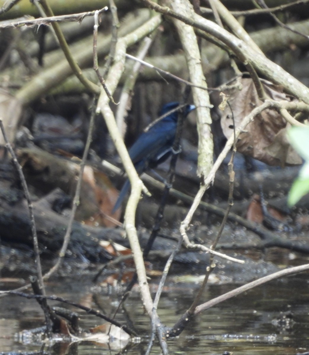 Shining Flycatcher - ML643740254