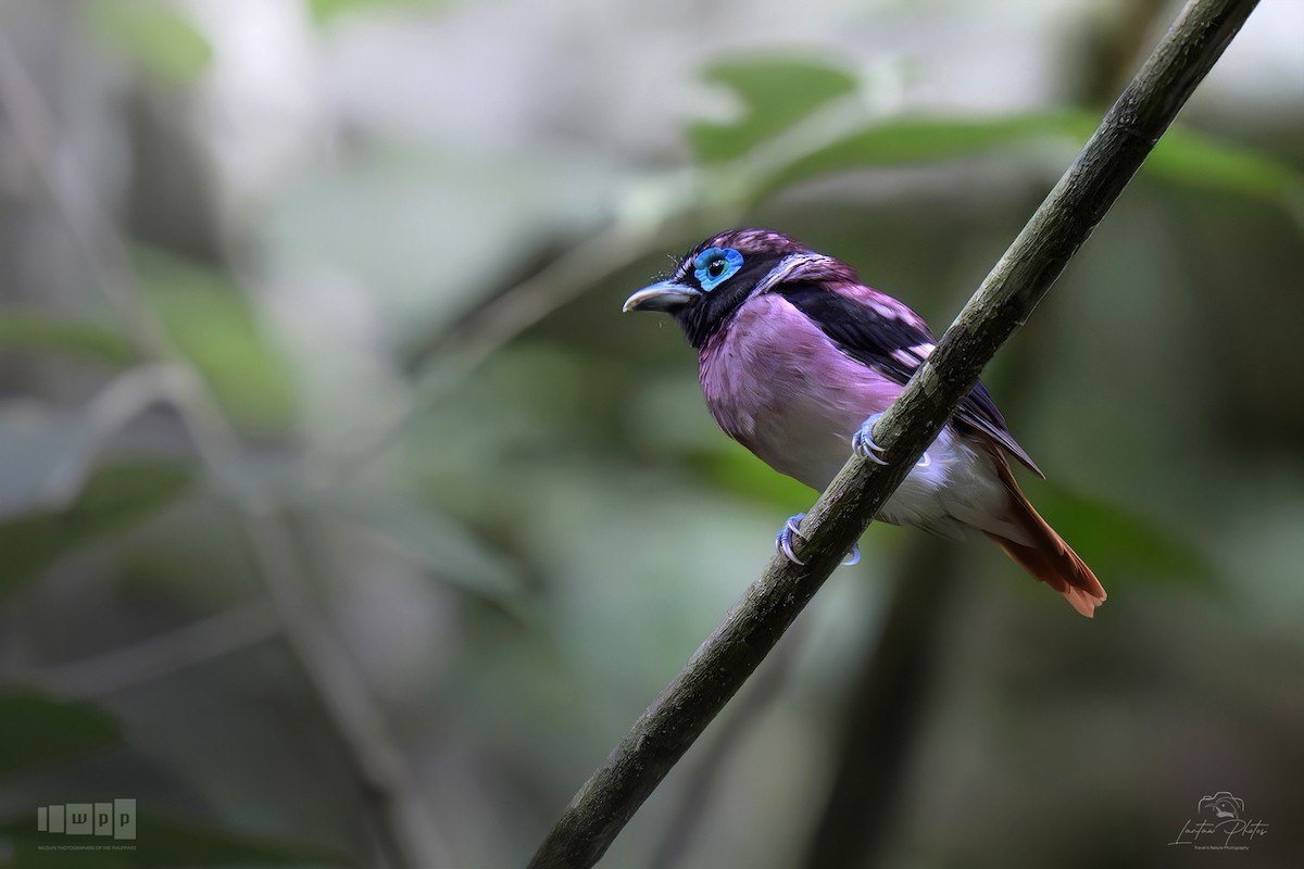 Visayan Broadbill - ML643740255
