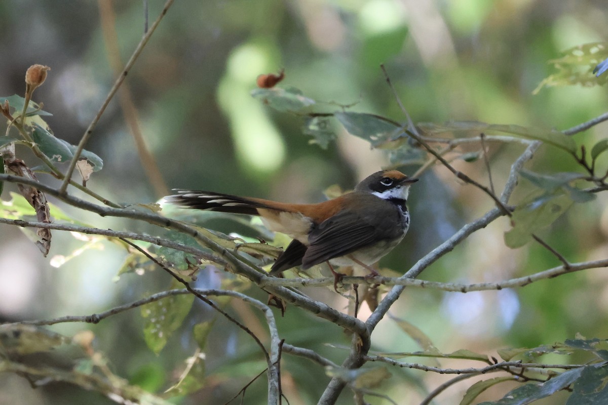Australian Rufous Fantail - ML643740256