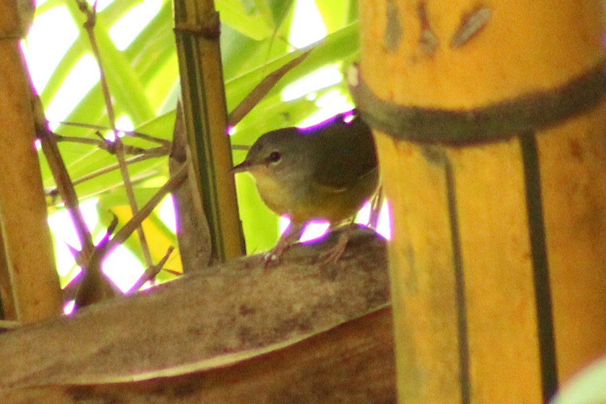 Mourning Warbler - ML643740257