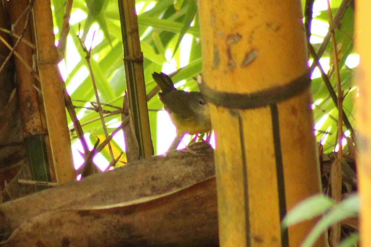 Mourning Warbler - ML643740259