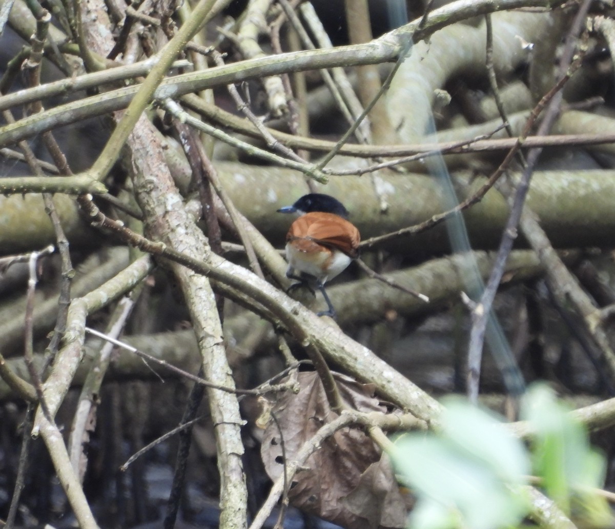 Shining Flycatcher - ML643740260