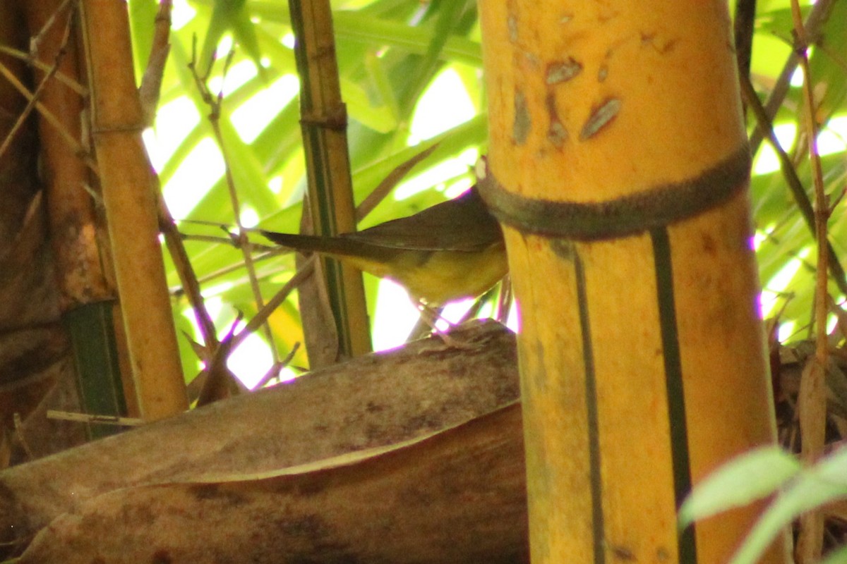 Mourning Warbler - ML643740262