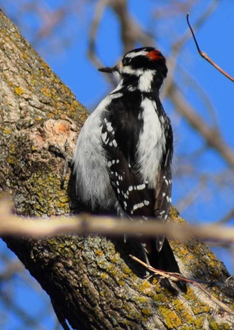 Hairy Woodpecker - ML643740263