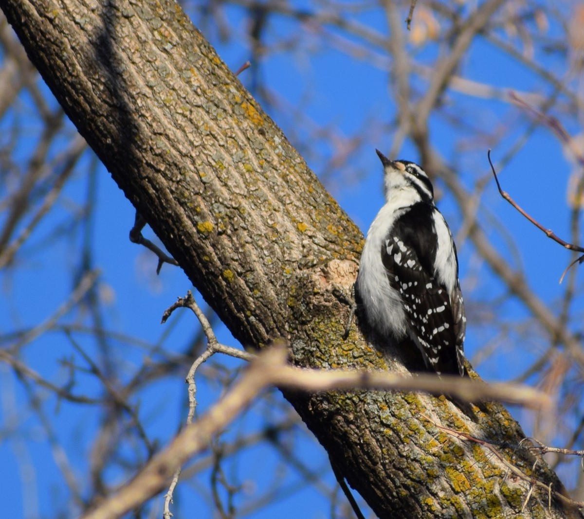 Hairy Woodpecker - ML643740264
