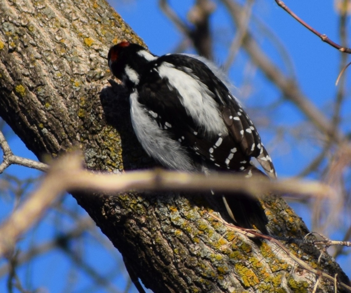 Hairy Woodpecker - ML643740266