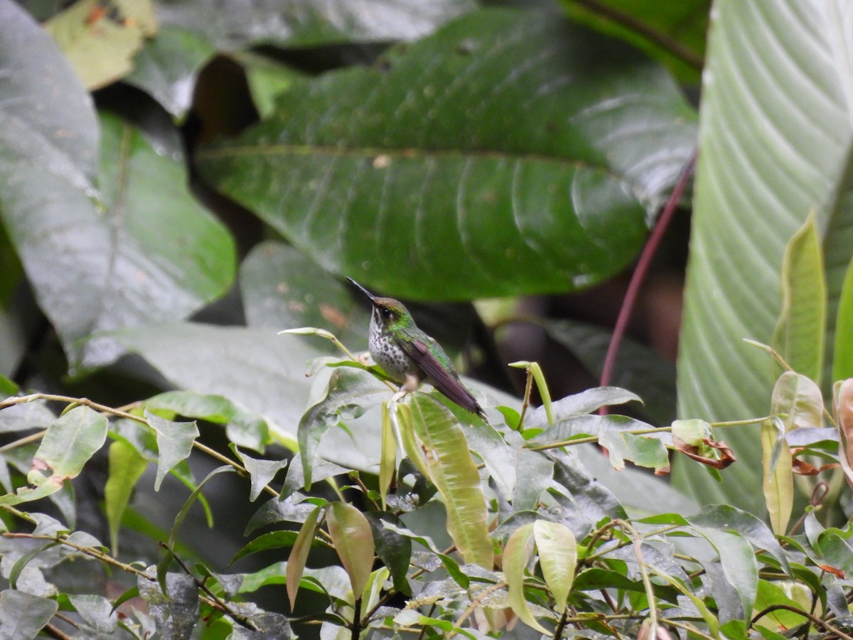 White-booted Racket-tail - ML643740268