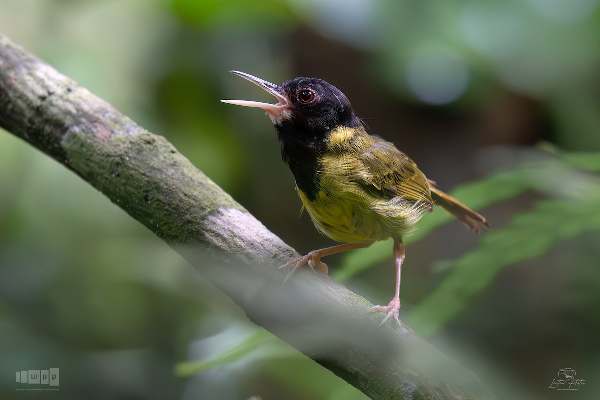 Yellow-breasted Tailorbird - ML643740275