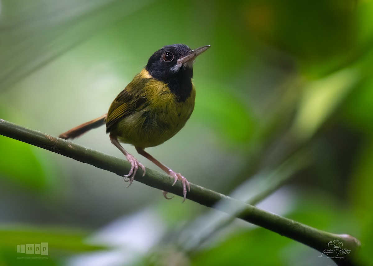 Yellow-breasted Tailorbird - ML643740276