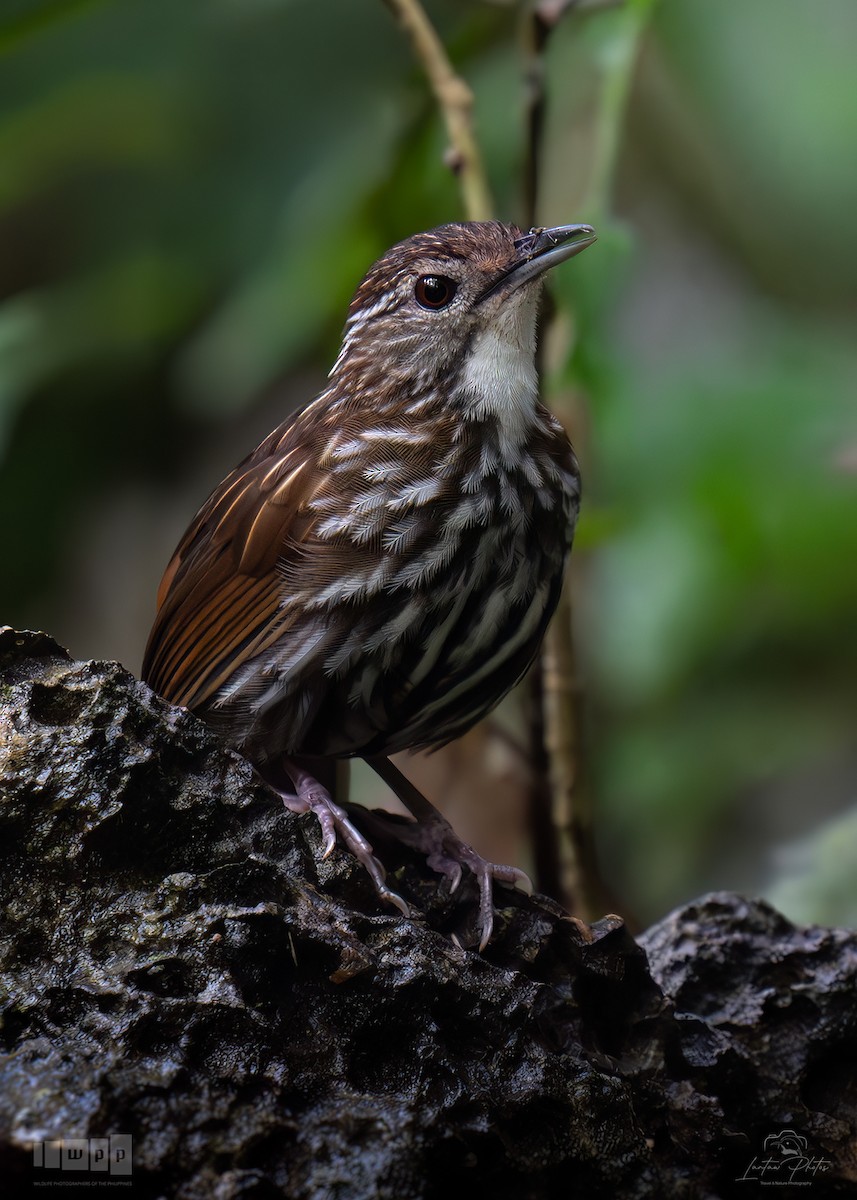 Striated Wren-Babbler - ML643740283