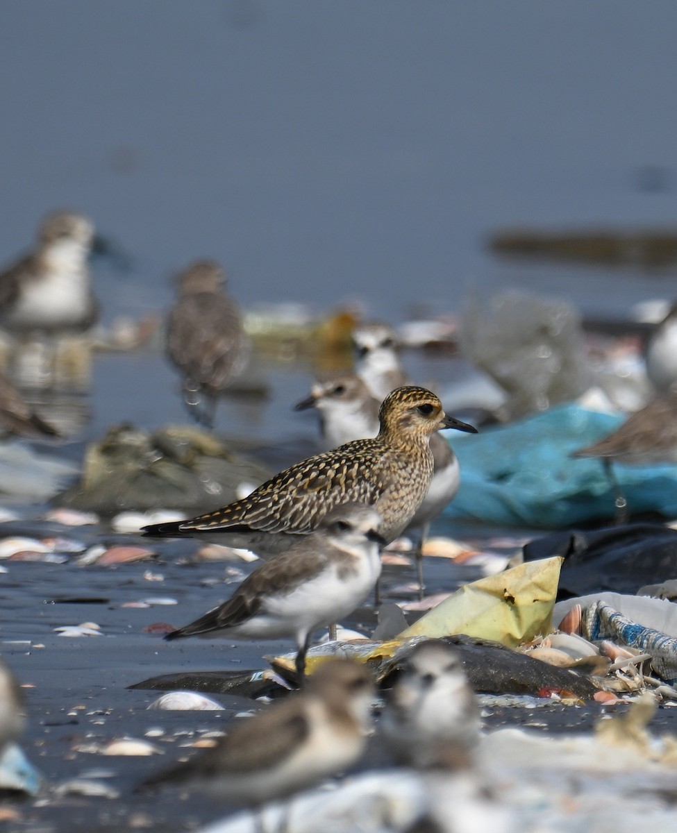 Pacific Golden-Plover - ML643740285