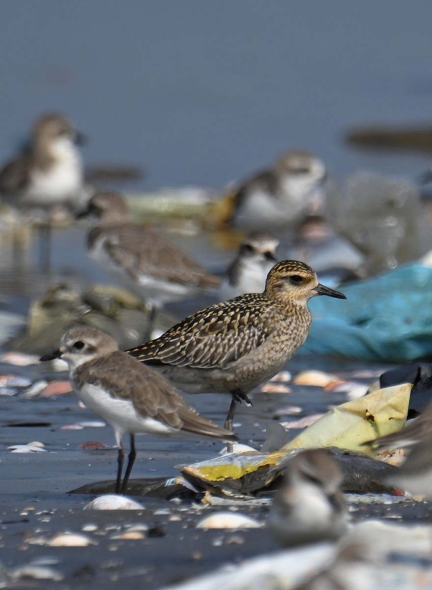 Pacific Golden-Plover - ML643740286