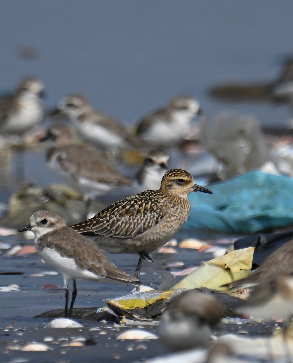 Pacific Golden-Plover - ML643740287