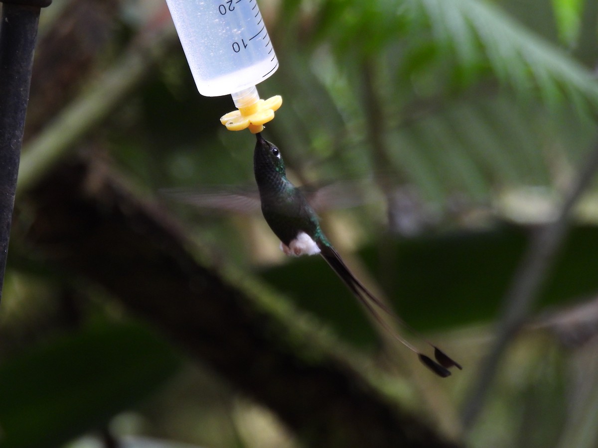 White-booted Racket-tail - ML643740303