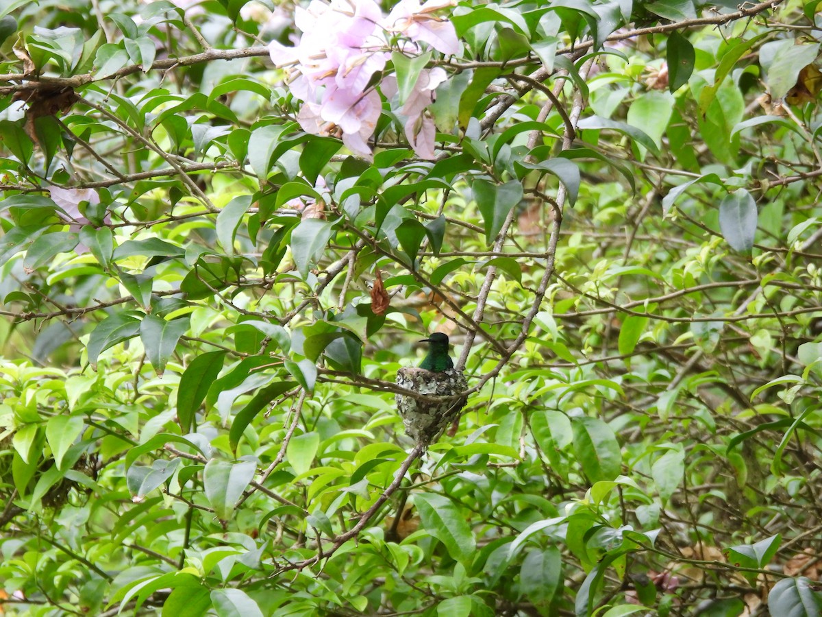 Steely-vented Hummingbird - ML643740331