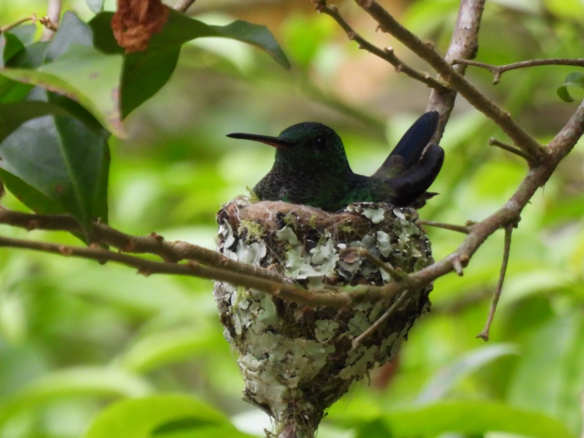 Steely-vented Hummingbird - ML643740338