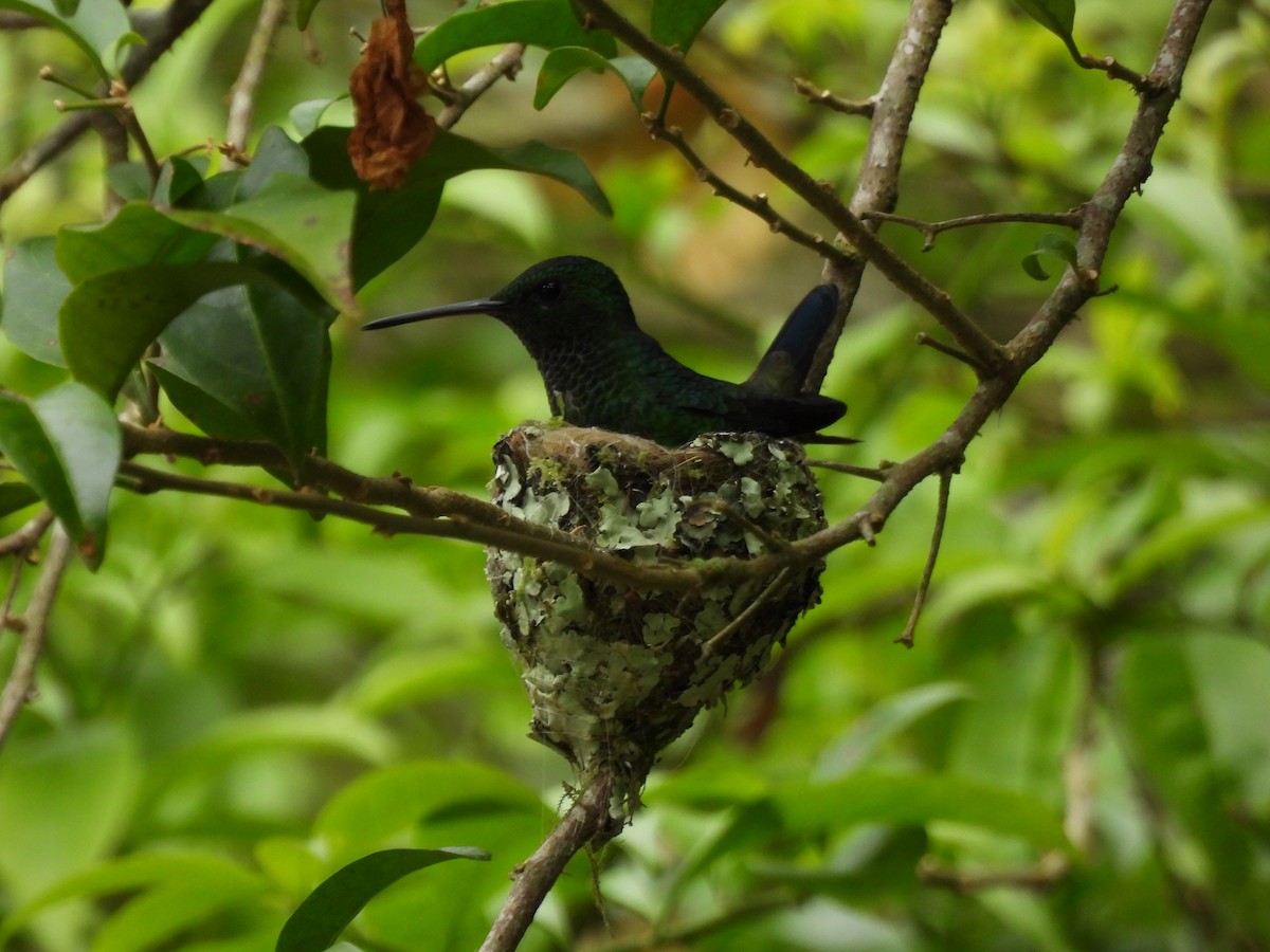 Steely-vented Hummingbird - ML643740341