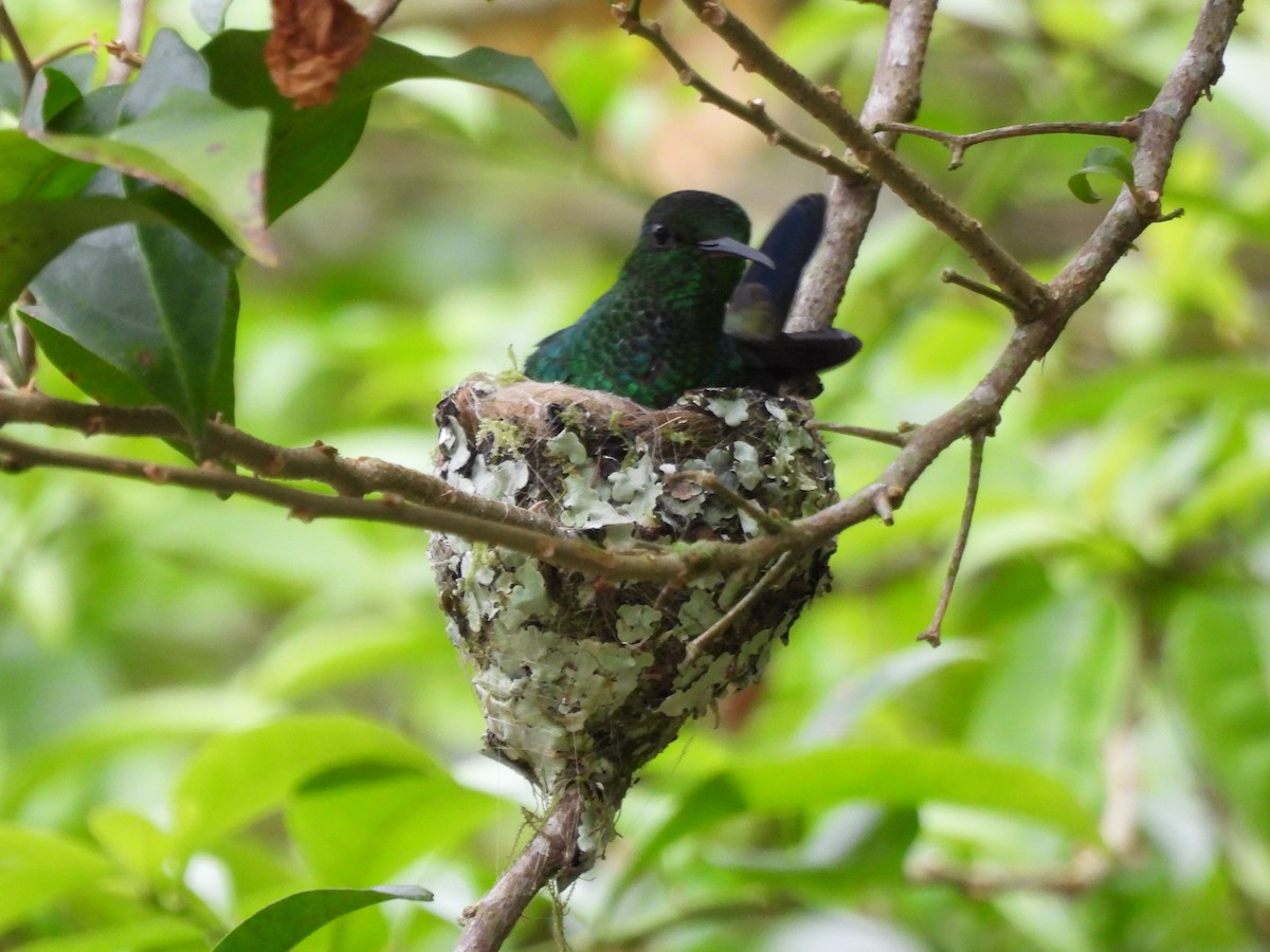 Steely-vented Hummingbird - ML643740343