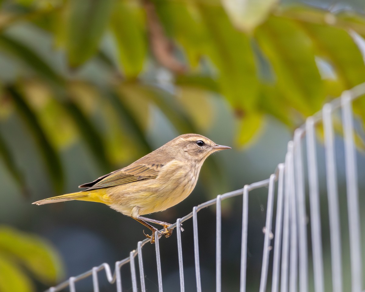 Palm Warbler - ML643740348