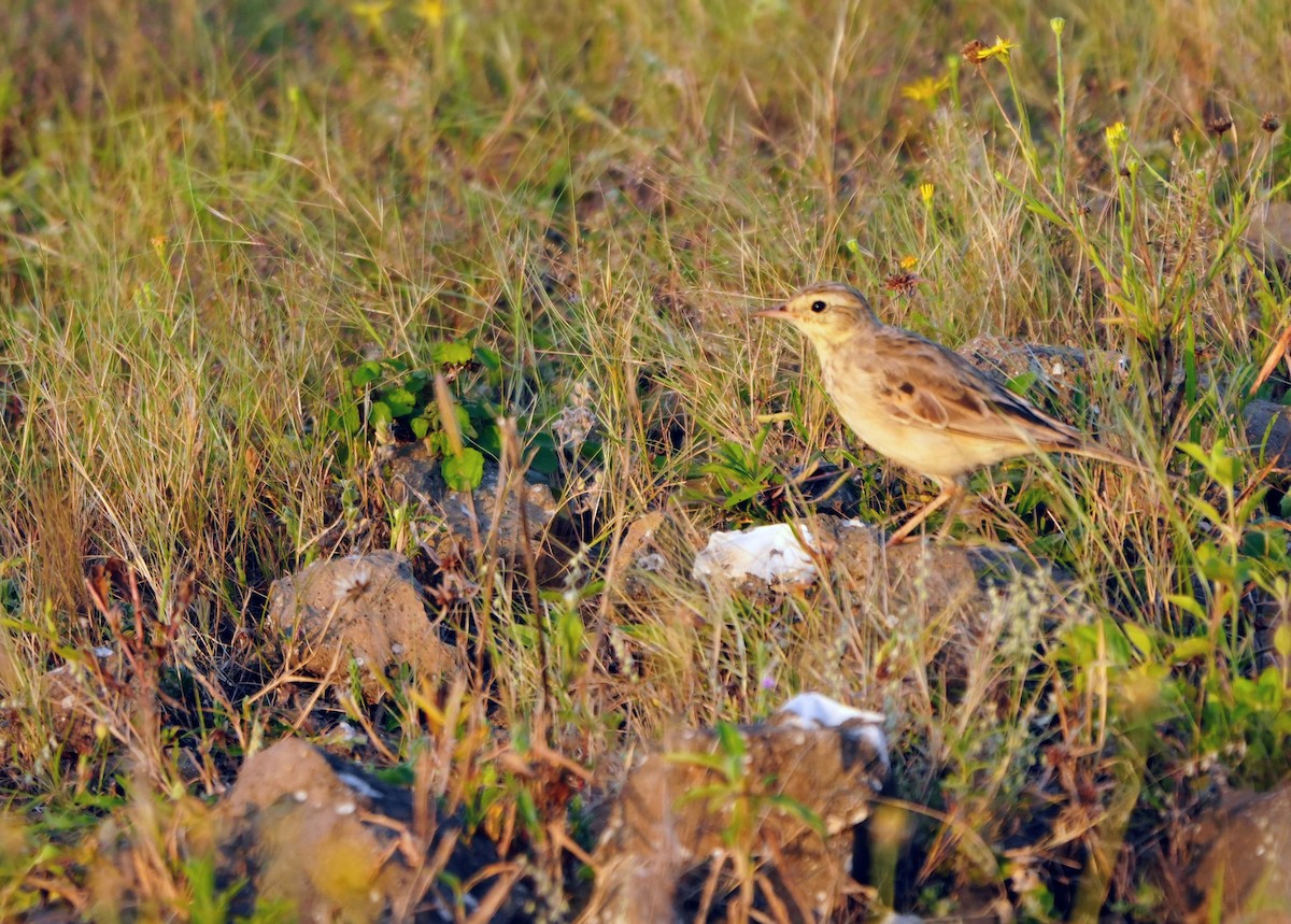 Pipit rousseline - ML643740358