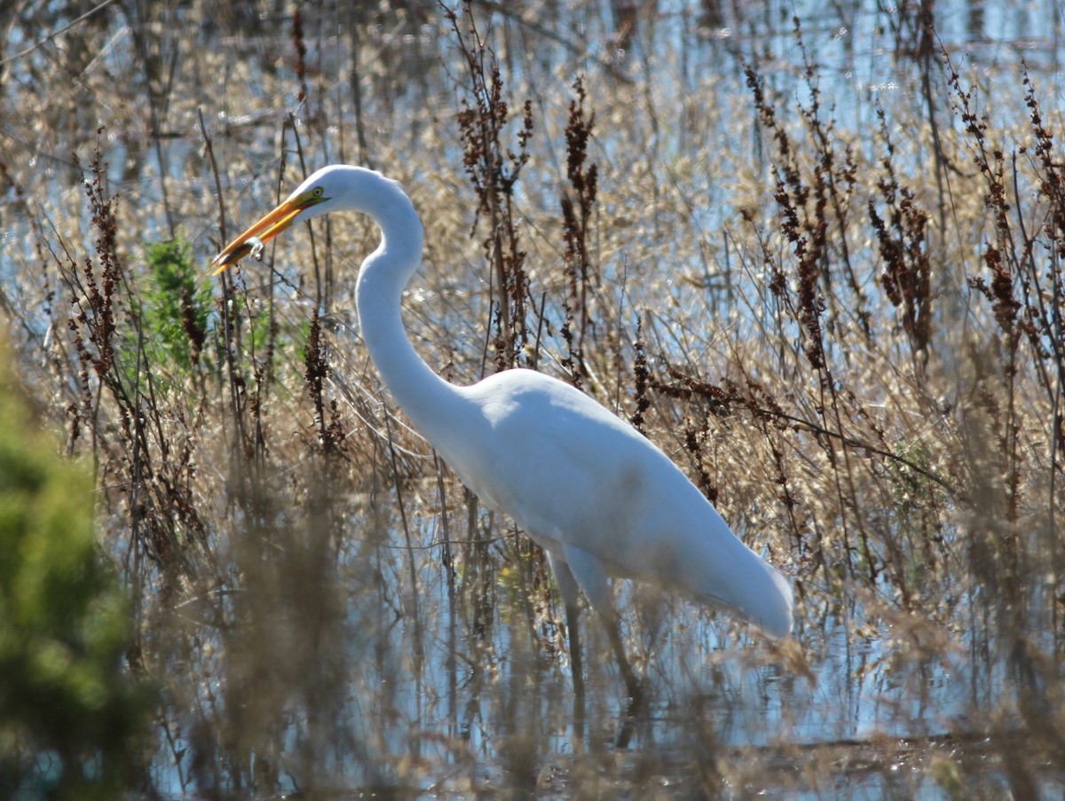 Grande Aigrette - ML643740368