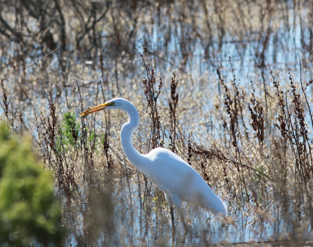 Grande Aigrette - ML643740369