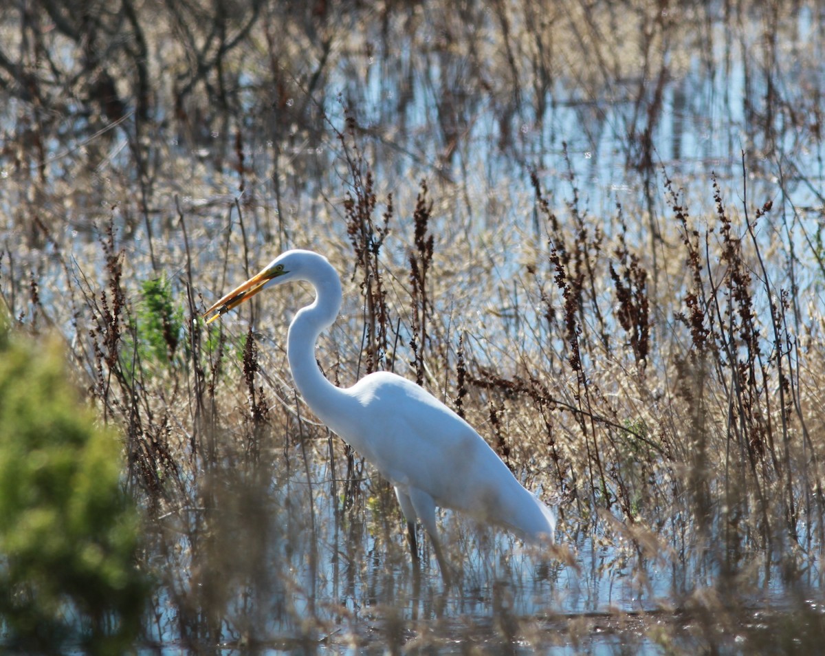 Grande Aigrette - ML643740370