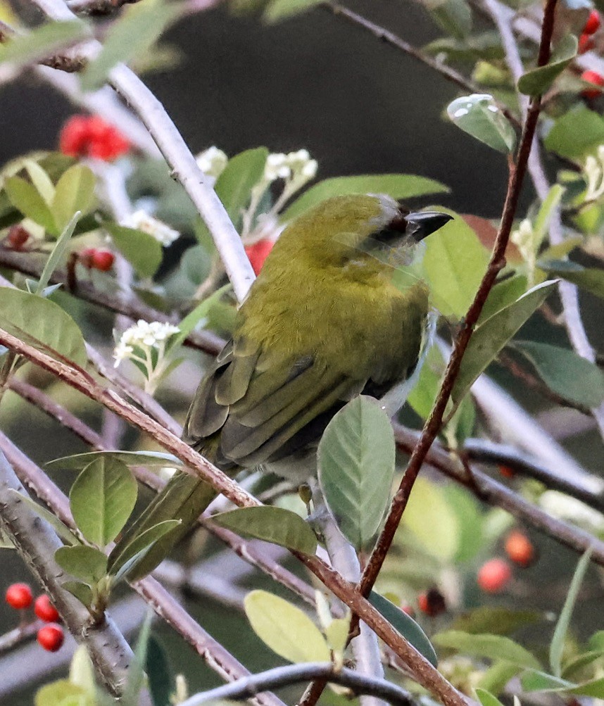 Black-billed Peppershrike - ML643740371