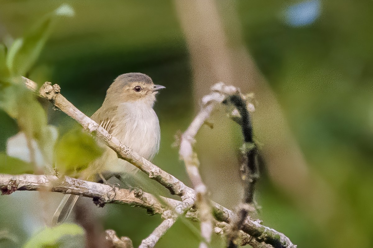 Mistletoe Tyrannulet - ML643740375