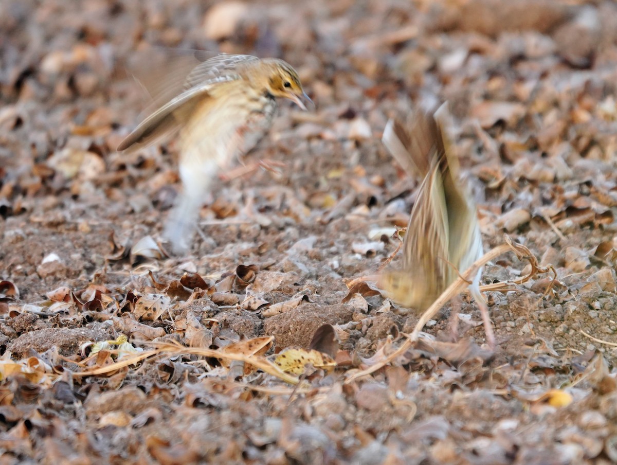 Tree Pipit - ML643740386