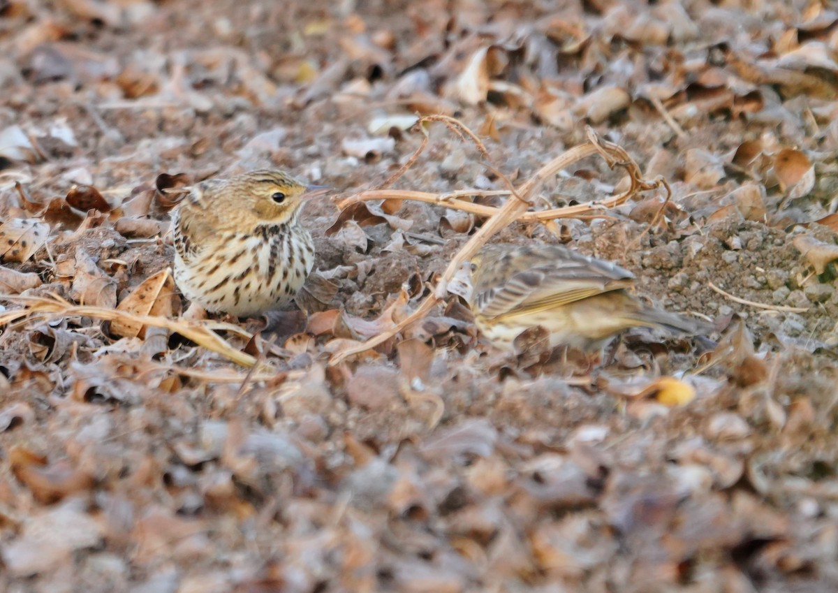 Pipit des arbres - ML643740387