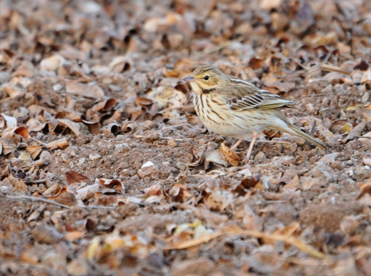 Pipit des arbres - ML643740388