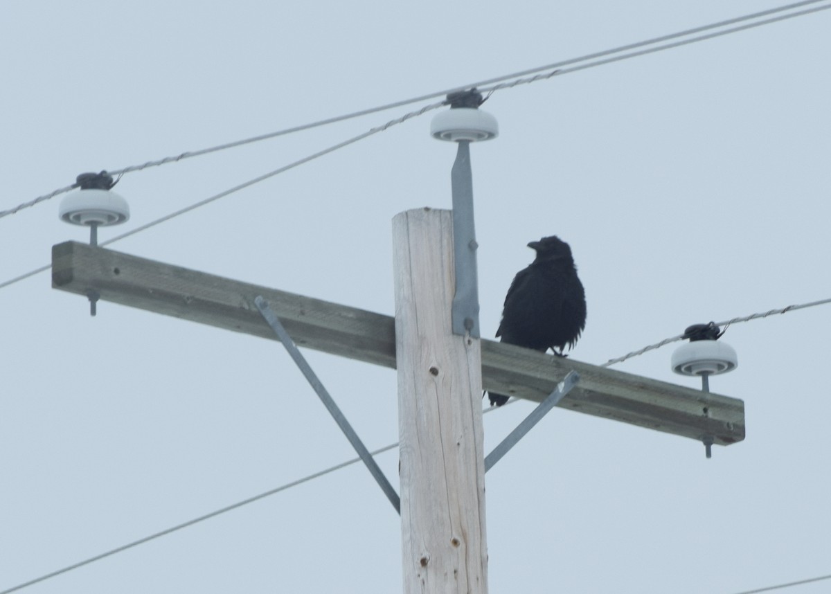 Grand Corbeau - ML643740389