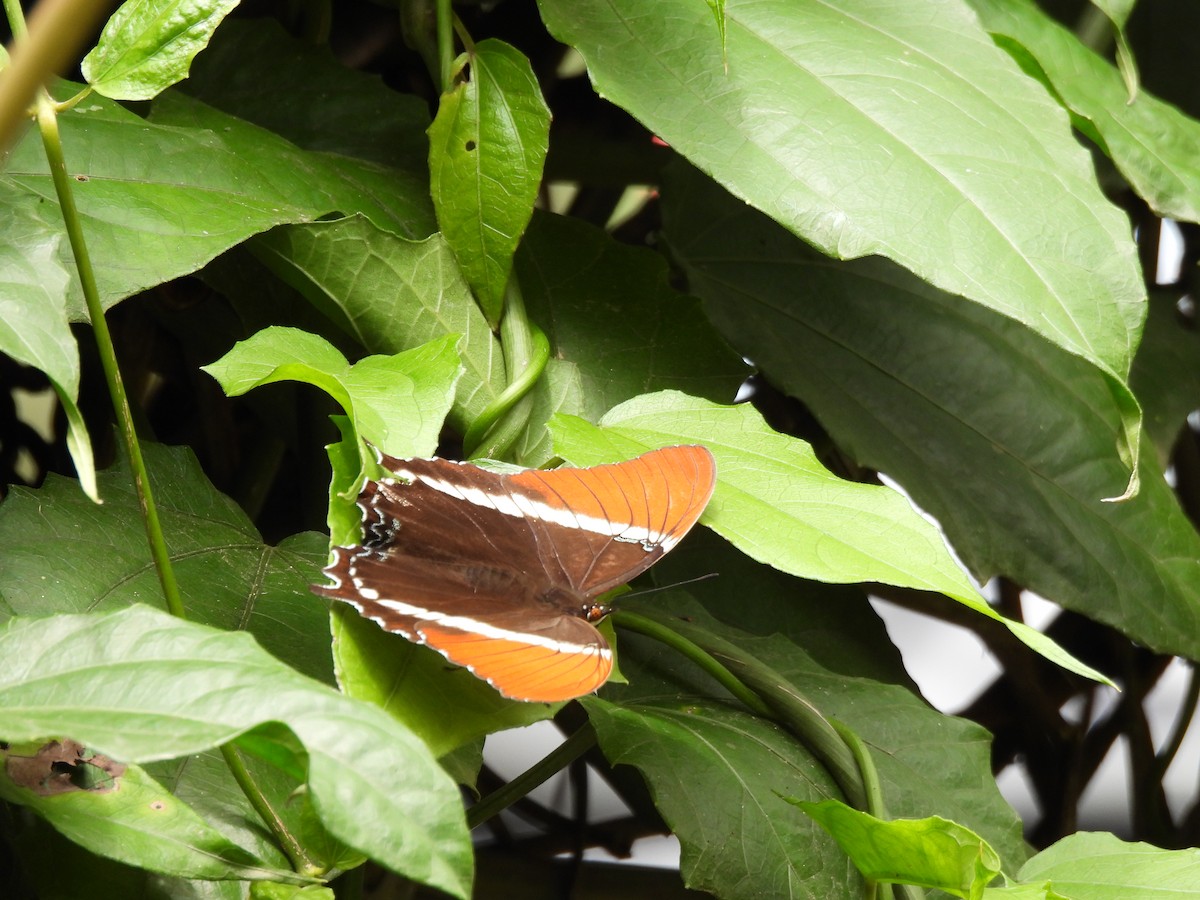 Animals - ML643740394