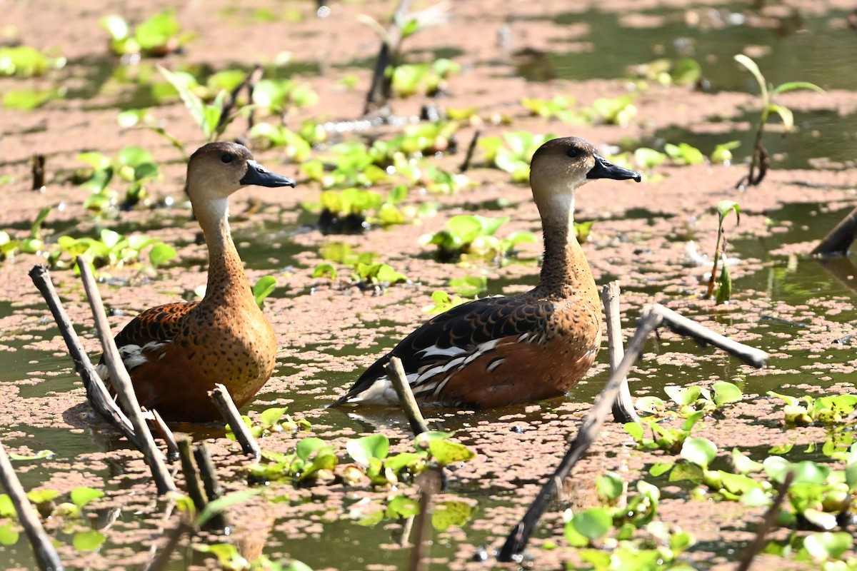Dendrocygne à lunules - ML643740402