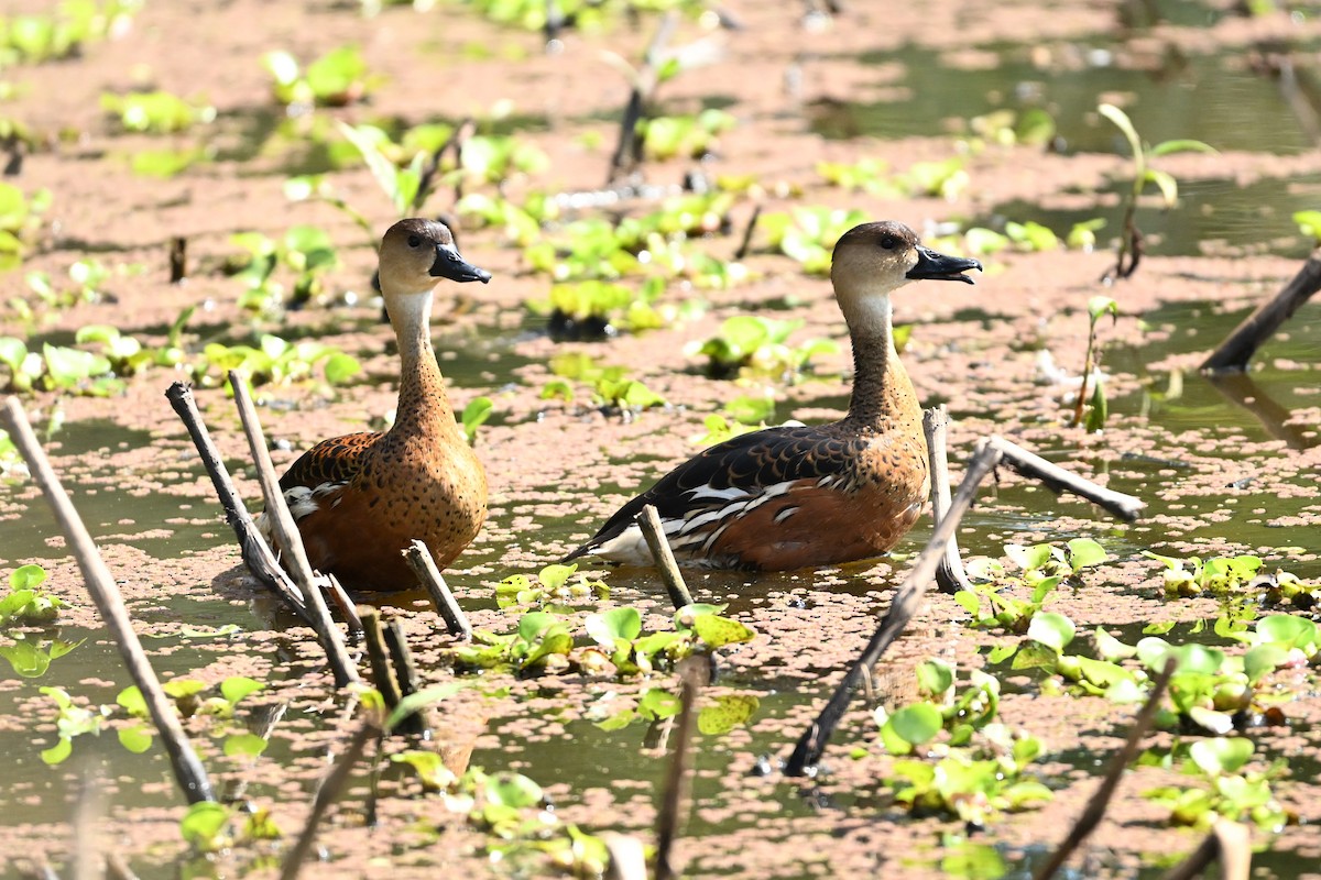 Dendrocygne à lunules - ML643740403